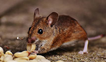 24 Hour & Emergency Exterminators in Auburn, MO